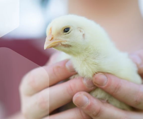 8617 Belfeed website banners-about_left_1x.avif