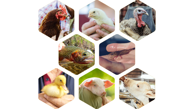 8617 Belfeed website banners-products_left2_1x.png