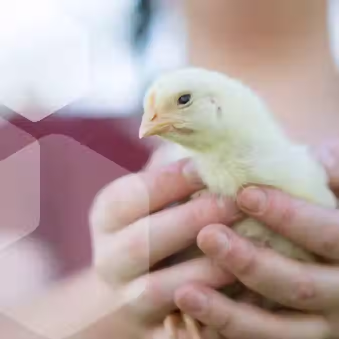 8617 Belfeed website banners-about_left_1x.avif