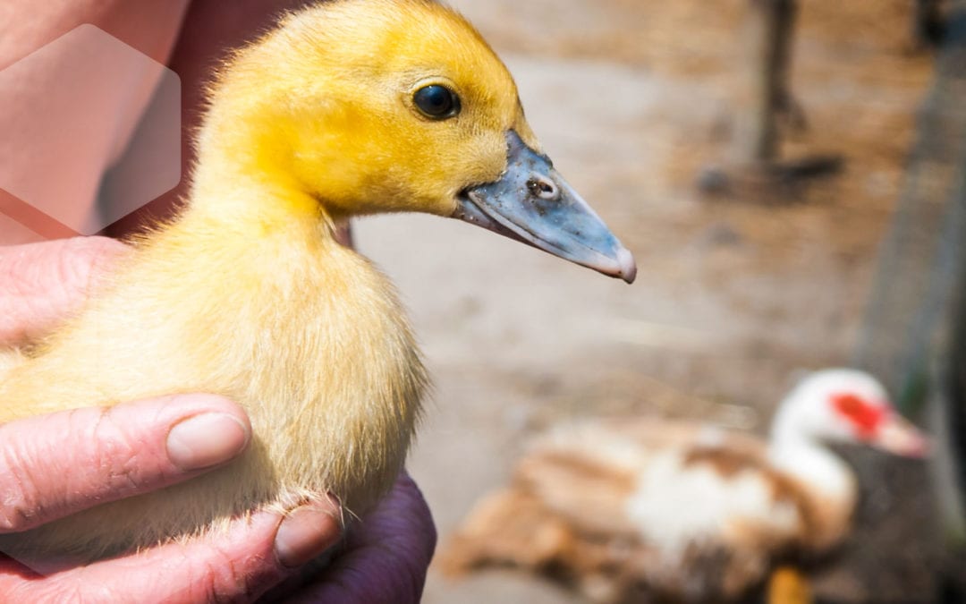 Recent advances in fermented feed for broilers