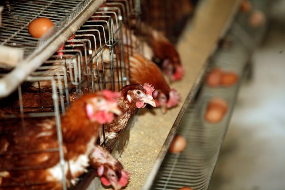 Egg Track report: EU countries meeting 2025 cage-free goals