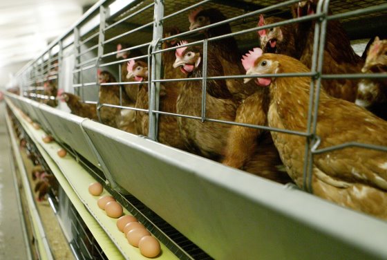 European Commission registers “End the Cage Age” initiative