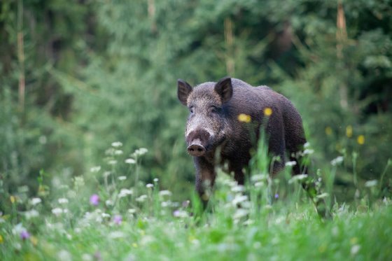 Wild boar can be immunized for ASF using a vaccine