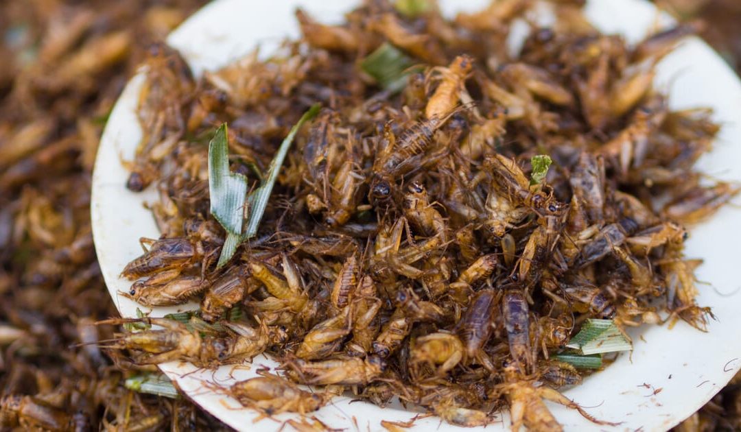 Insect feed could narrow the ‘protein gap’, says industry group