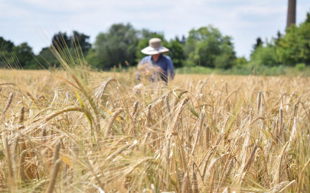 Heat, salt, drought: This barley can withstand the challenges of climate change
