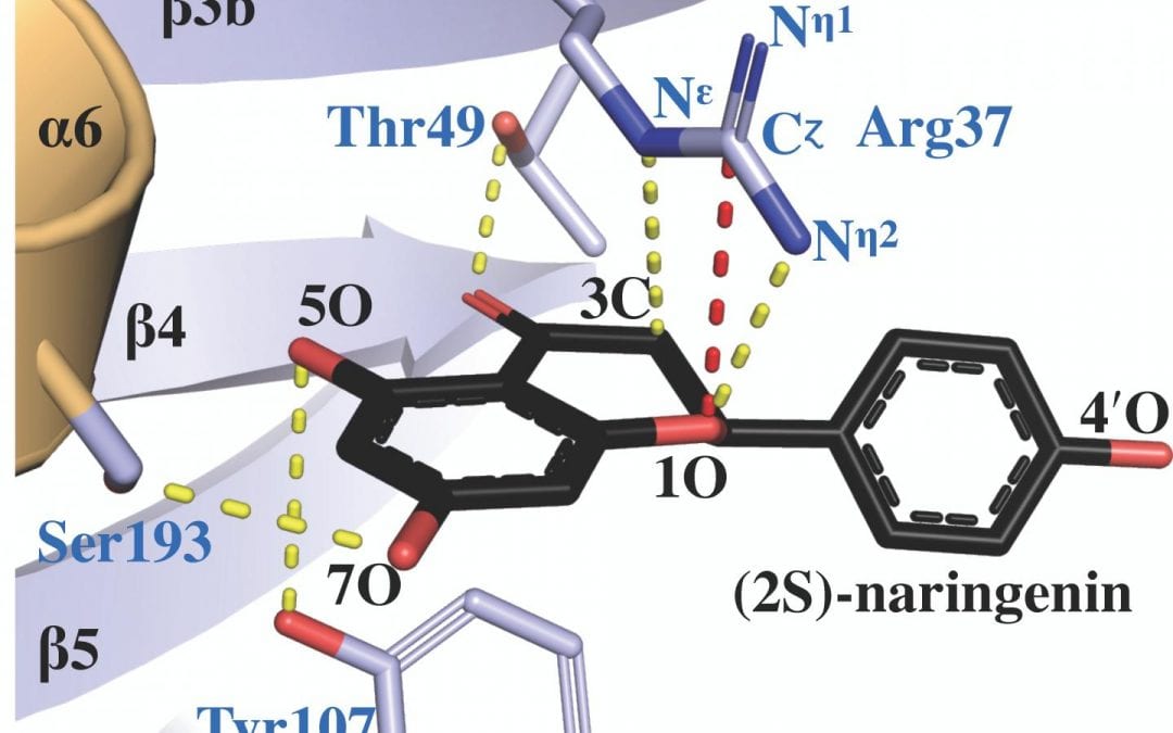 Key enzyme found in plants could guide development of medicines and other products