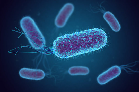 Laboratory-evolved bacteria switch to consuming carbon dioxide for growth