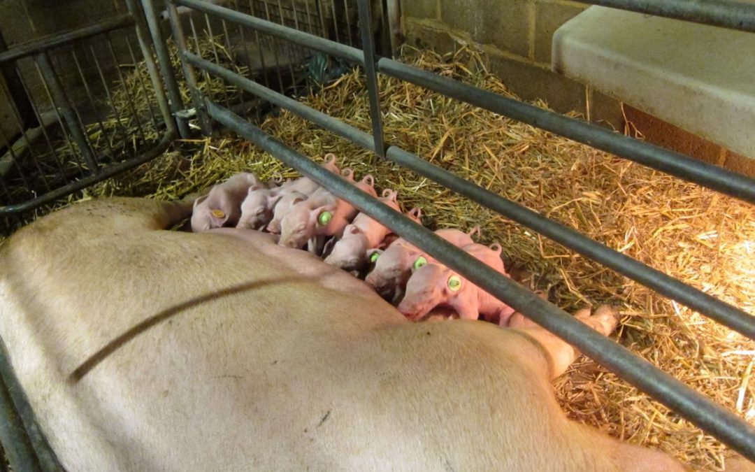 Belfeed is now registered in lactating sows in EU!